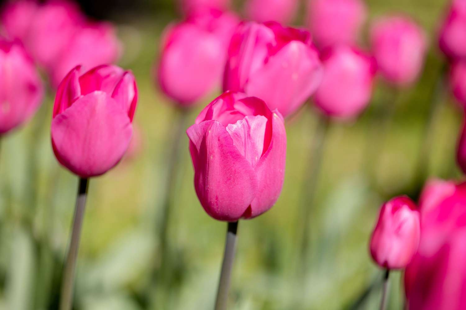 Tulipe 'Don Quichotte'
